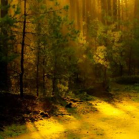 Gouden bos met zone stralen door de mist. van Rutger Koerselman