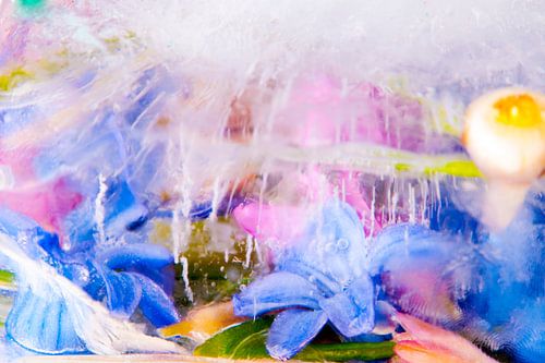 Blumen und Pflanzen fotografiert in Eis.