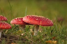 Des champignons sur la prairie d'automne
