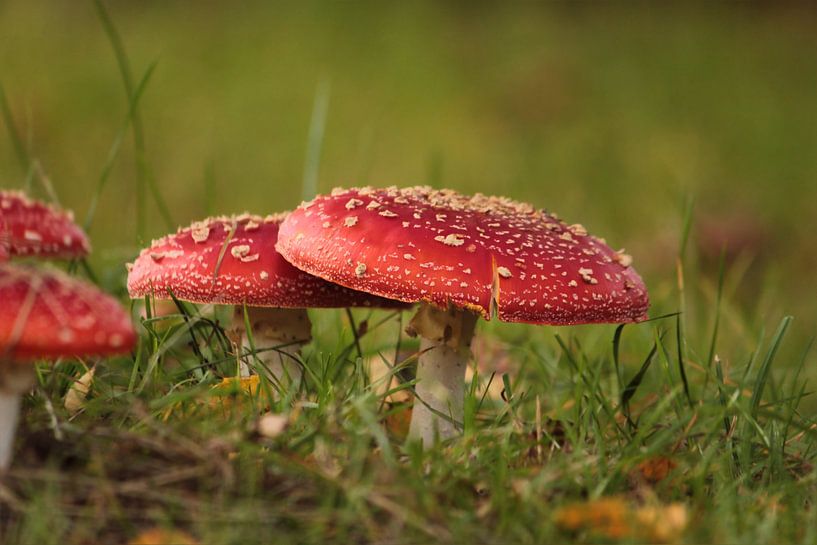 Paddenstoelen op de herfstweide van Heike Hultsch