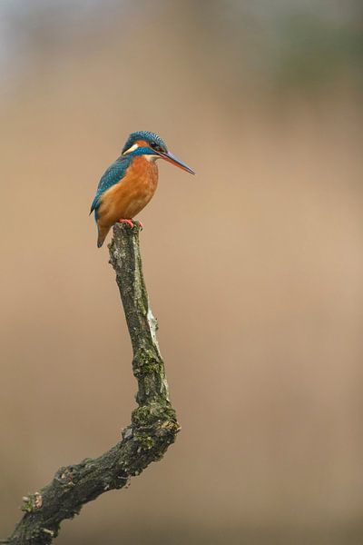 Uitkijkpost par Robert van Brug