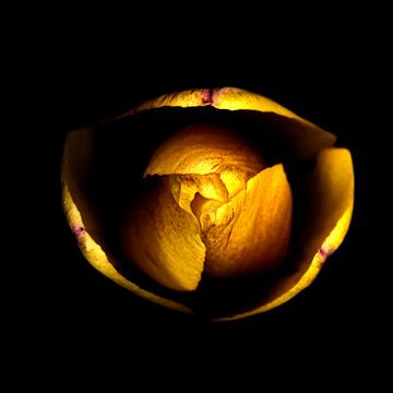 vue macroscopique d'une tulipe sur Ribbi