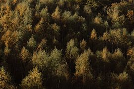 Autumn sun on the treetops by Jolijn Gommans
