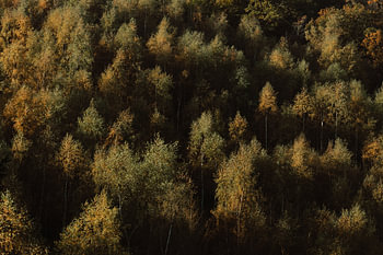 Herfstzon op de boomtoppen