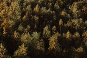 Herfstzon op de boomtoppen van Jolijn Gommans