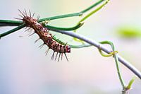 Rups