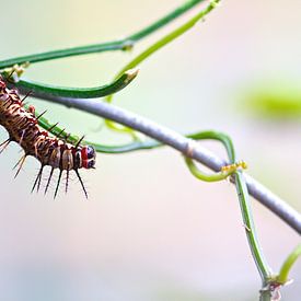 Rups sur Henrik Oskam