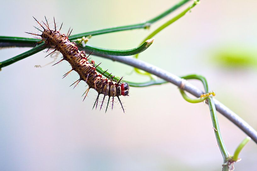 Rups par Henrik Oskam