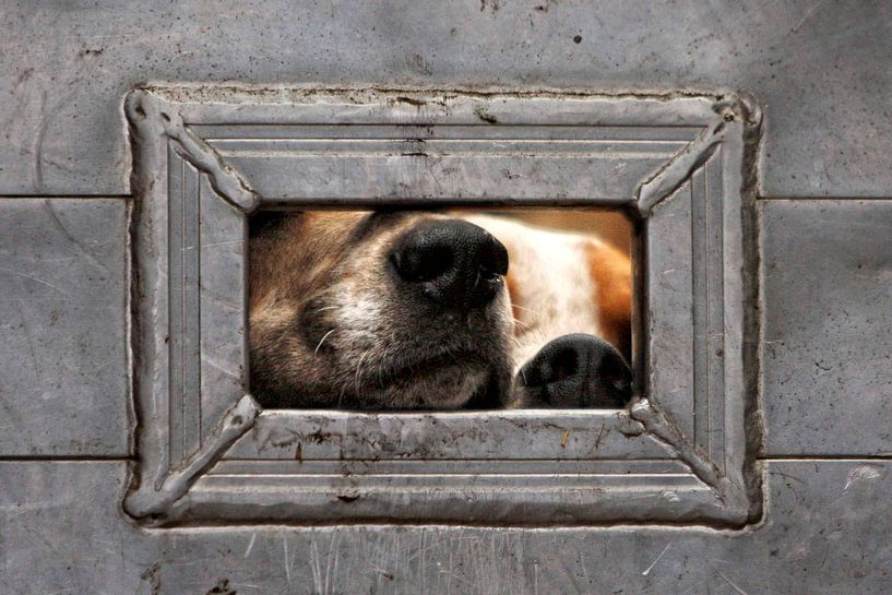 Foxhound neusjes 2 van Wybrich Warns