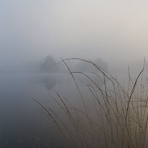 Fog in the Drents-Friese Wold