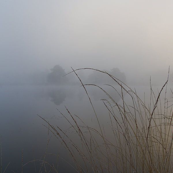 Fog in the Drents-Friese Wold by Marco Bos