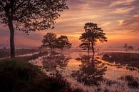 Magical sunrise at Leersumse Veld by Moetwil en van Dijk - Fotografie thumbnail
