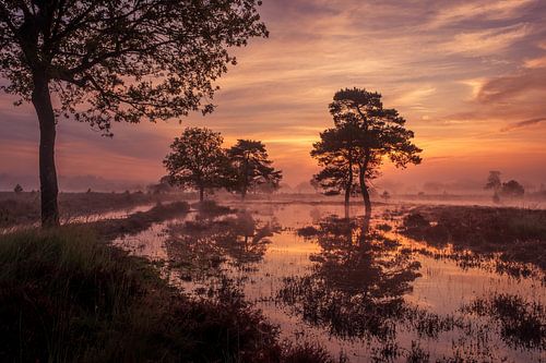 Magische zonsopkomst bij het Leersumse Veld