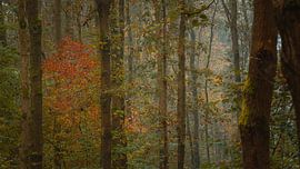 Red in the forest by Ron de Jong