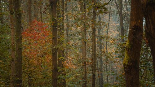Rouge dans la forêt sur Ron de Jong