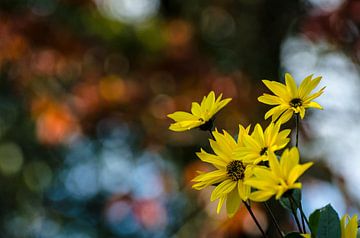 Autumn flowers by Dick Nieswaag