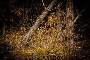 Kleuren van de Herfst: Veluws Bos in Detail | Nederland | Natuurfotografie