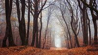 The wild woods by Tvurk Photography thumbnail