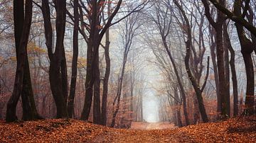 De wilde bossen van Tvurk Photography