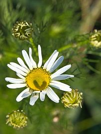 Magaritte met hartschaduw in de bloem van Martin Köbsch