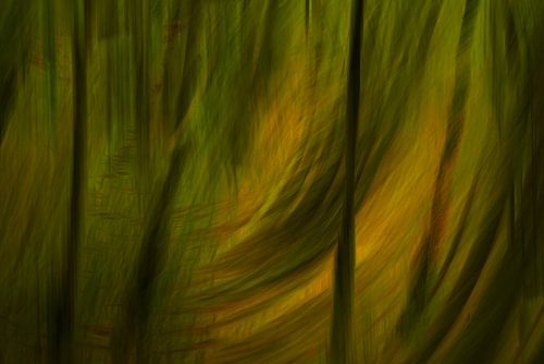 Résumé de la forêt