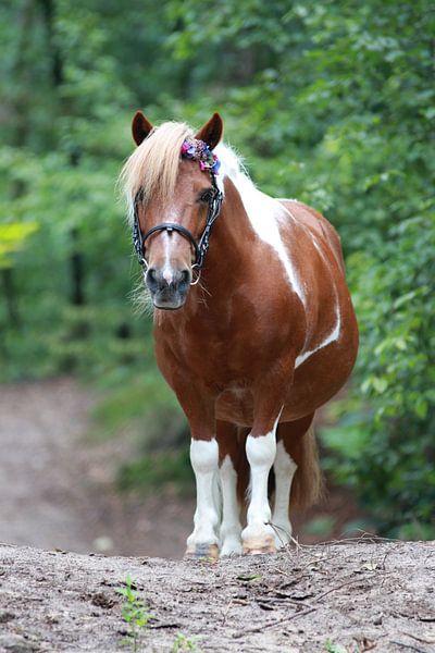 Shetland von Eveline van Beusichem