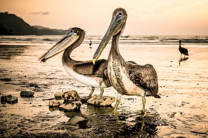 Pelikane bei Sonnenuntergang. von Ron van Gool