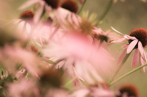 echinacea