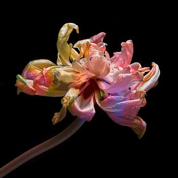 Tulipe multicolore art II