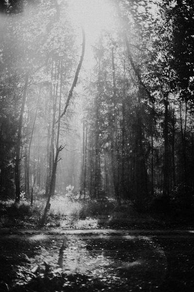 Dromerige ochtend in het bos van Holly Klein Oonk