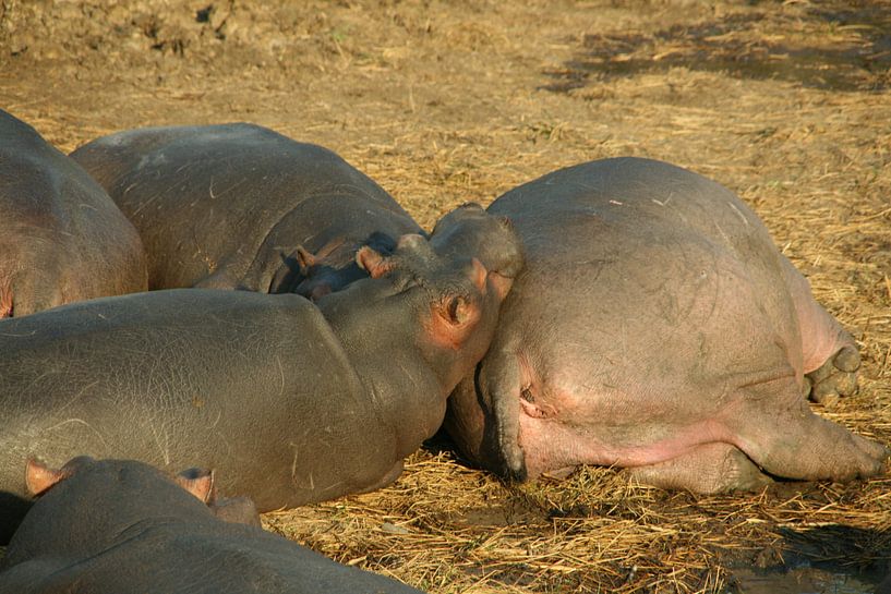 Hippo by Jaap van Marion