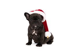 A studio portrait of a cute French Bulldog puppy with a Christmas hat on his head by Leoniek van der Vliet