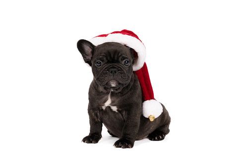 Een studio portret van een schattig Frans Buldog puppy met een kerstmuts op zijn hoofd