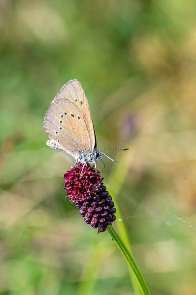 Butterfly on a flower by Hans-Jürgen Janda