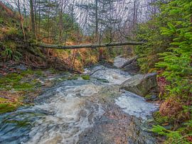 Fallen Tree Just Above Flowing River.