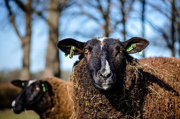 Zwartbles schaap van Marieke De Boer