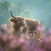 Scratchy - Scottish Highlander in a pink cloud by Jeroen Lagerwerf