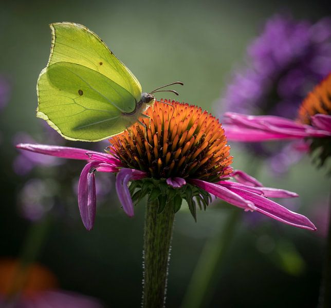 Brimstone by Ingrid Ronde