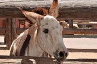Donkey in Aruba
