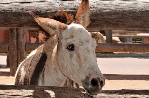 Donkey in Aruba