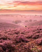 The heather in full bloom