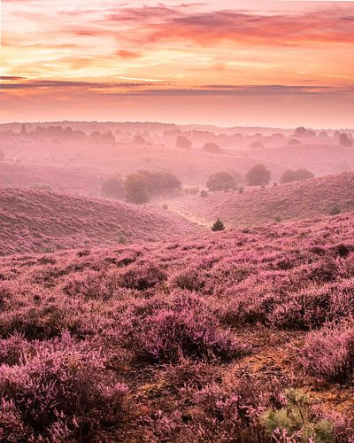 De heide in volle bloei