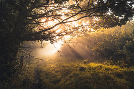 Unterwegs am Dörnberg im Morgennebel von Catrin Grabowski