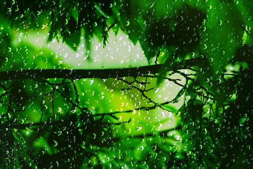 Raindrops falling in love with green leaves