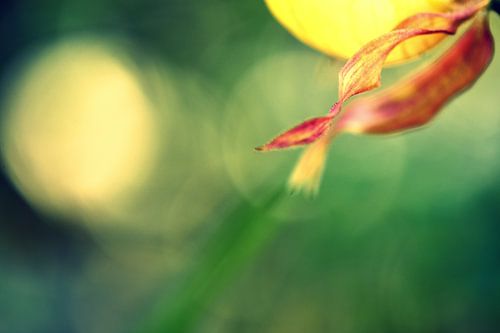 Lady's slipper abstract