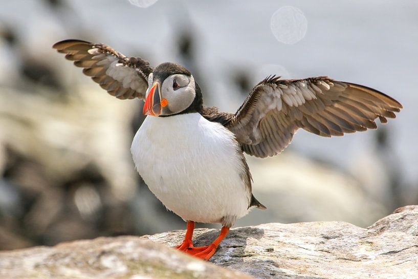 Puffin by Joost van Doorn