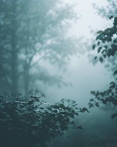 Herbstschimmer im Nebel
