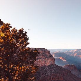 A bird of prey flies over the Grand Canyon in the fall. by Moniek Kuipers