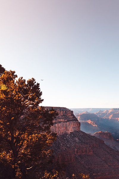 Een roofvogel vliegt boven de Grand Canyon in de herfst. van Moniek Kuipers