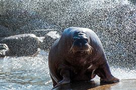 Walrus von Davy Reitsma
